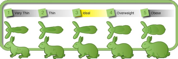 Mini Lop Weight Chart