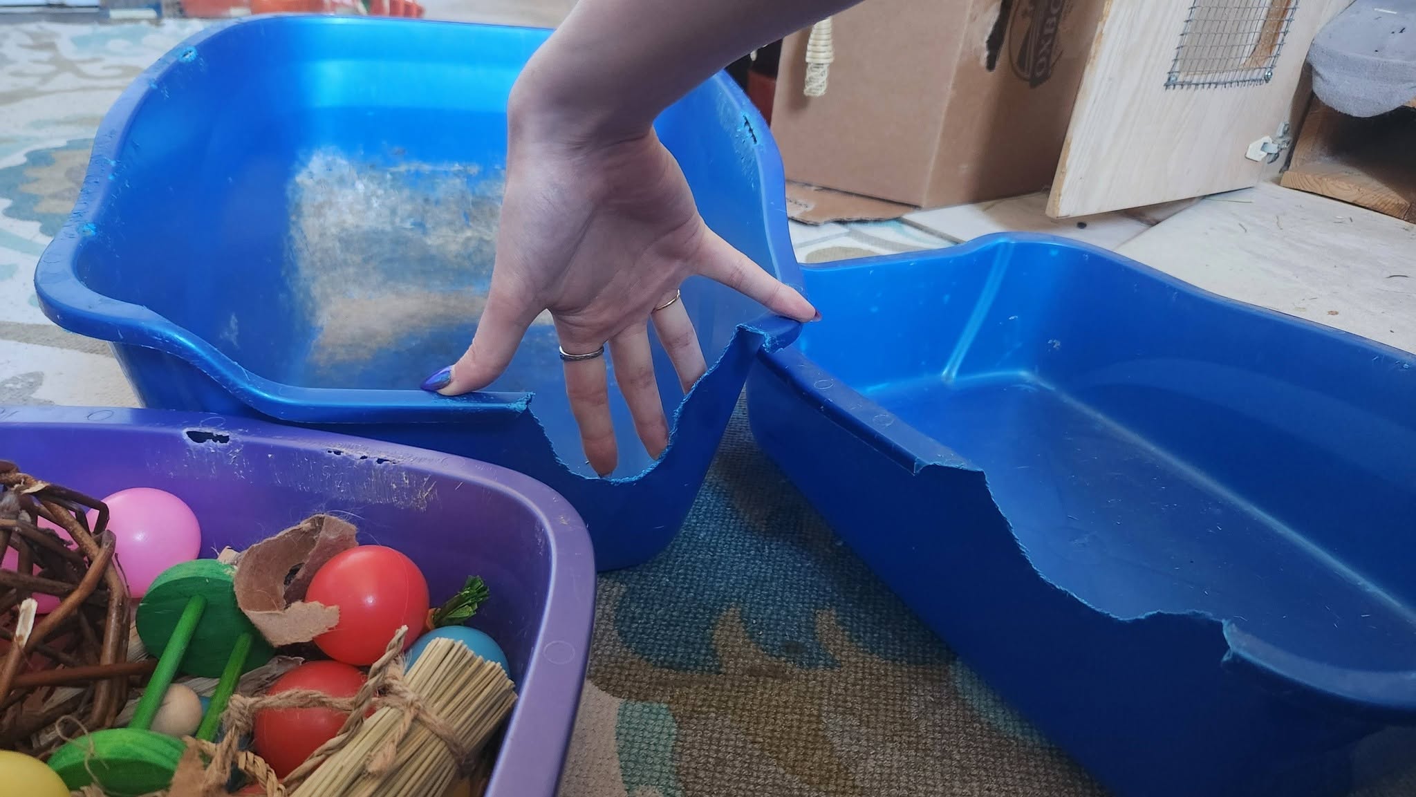 Plastic litter boxes showing severe chew marks and missing plastic along edges