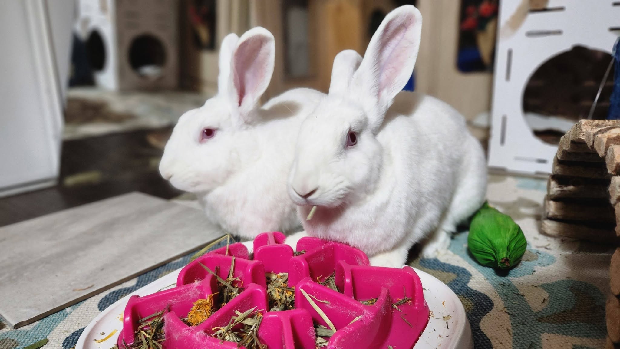 Maple and Mochi sitting next to a slow feeder bowl
