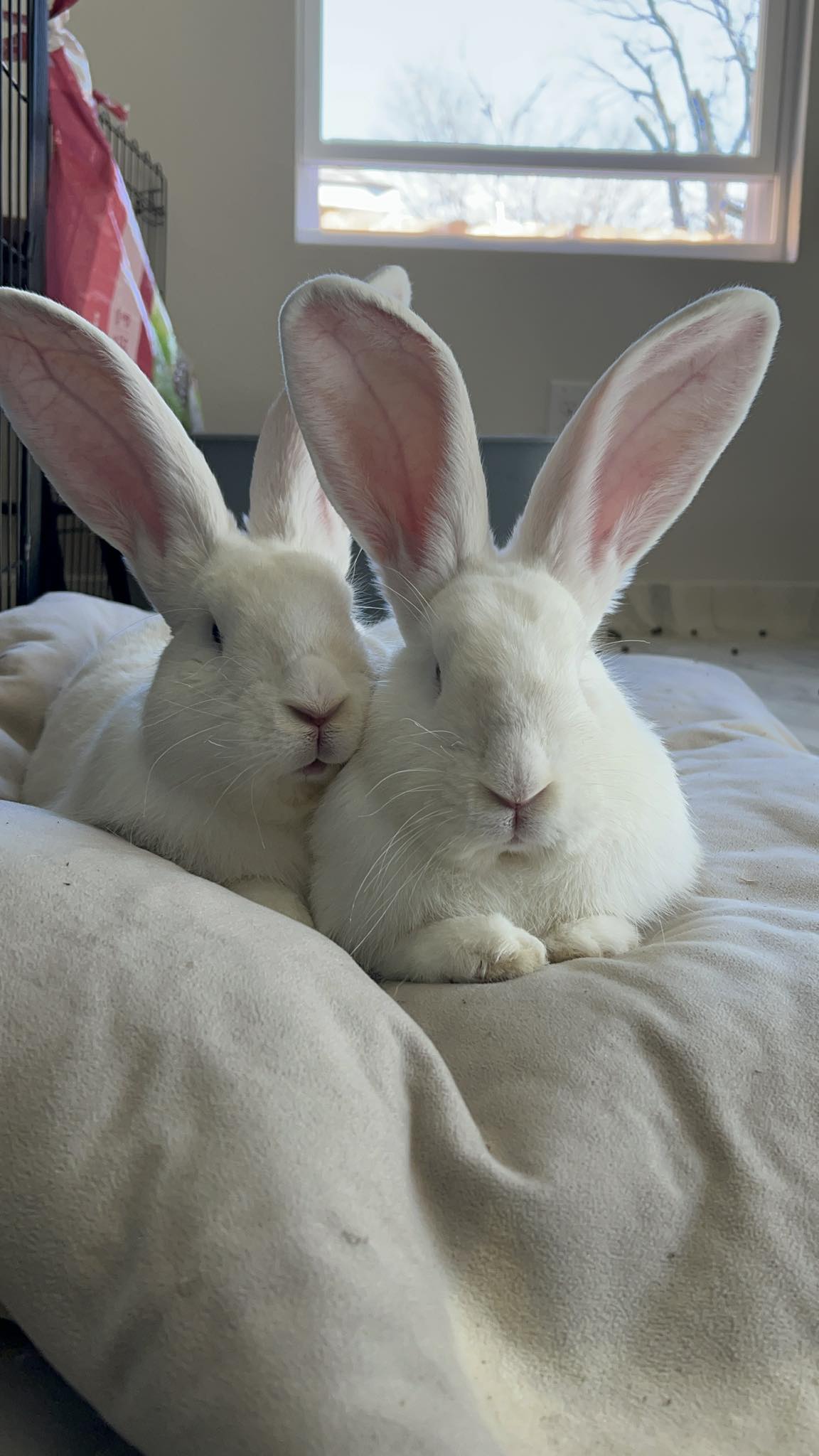 Rabbit Treat/Food Image
