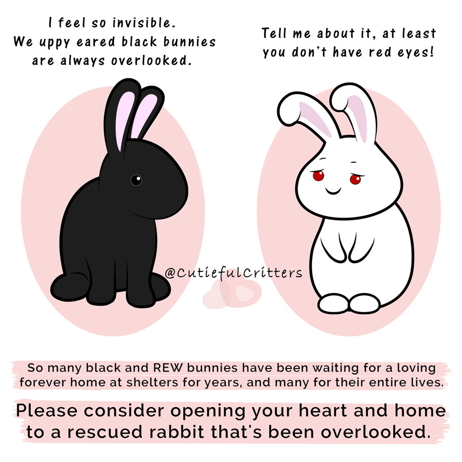 Rabbit Treat/Food Image