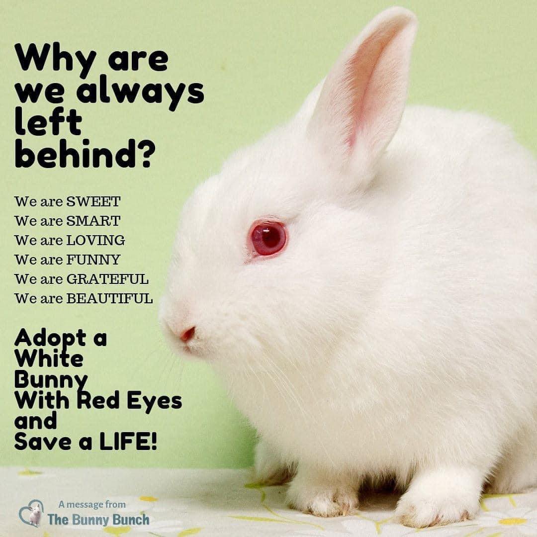 Rabbit Treat/Food Image