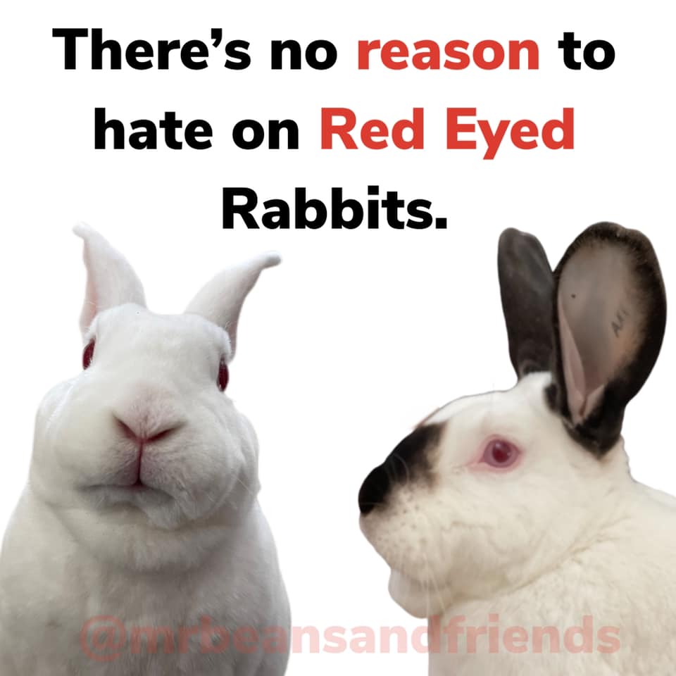 Rabbit Treat/Food Image