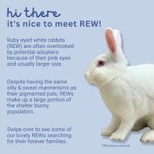 Rabbit Treat/Food Image