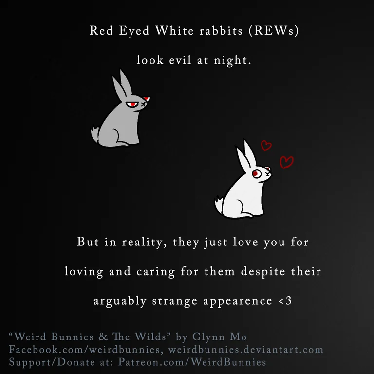 Rabbit Treat/Food Image